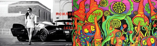 прущие грибы Беломорск